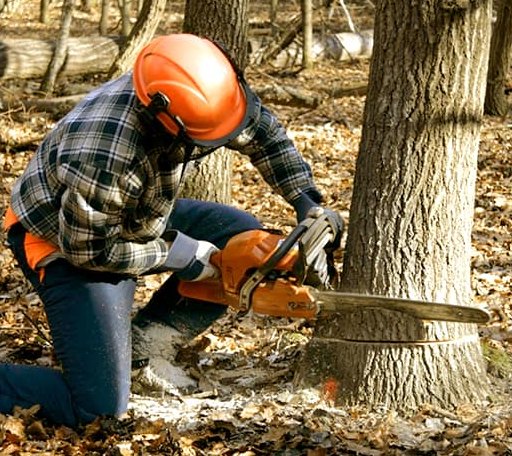 Tree Removal in Soulsbyville, CA